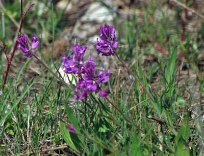 Прикрепленное изображение: zflIMGP6473.jpg